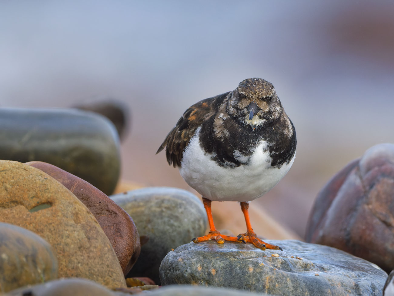 Turnstone Pause