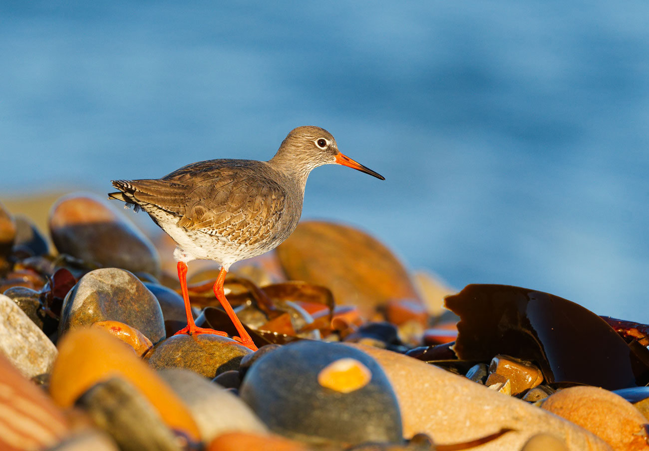 Crimson Steps on a Coastal Canvas