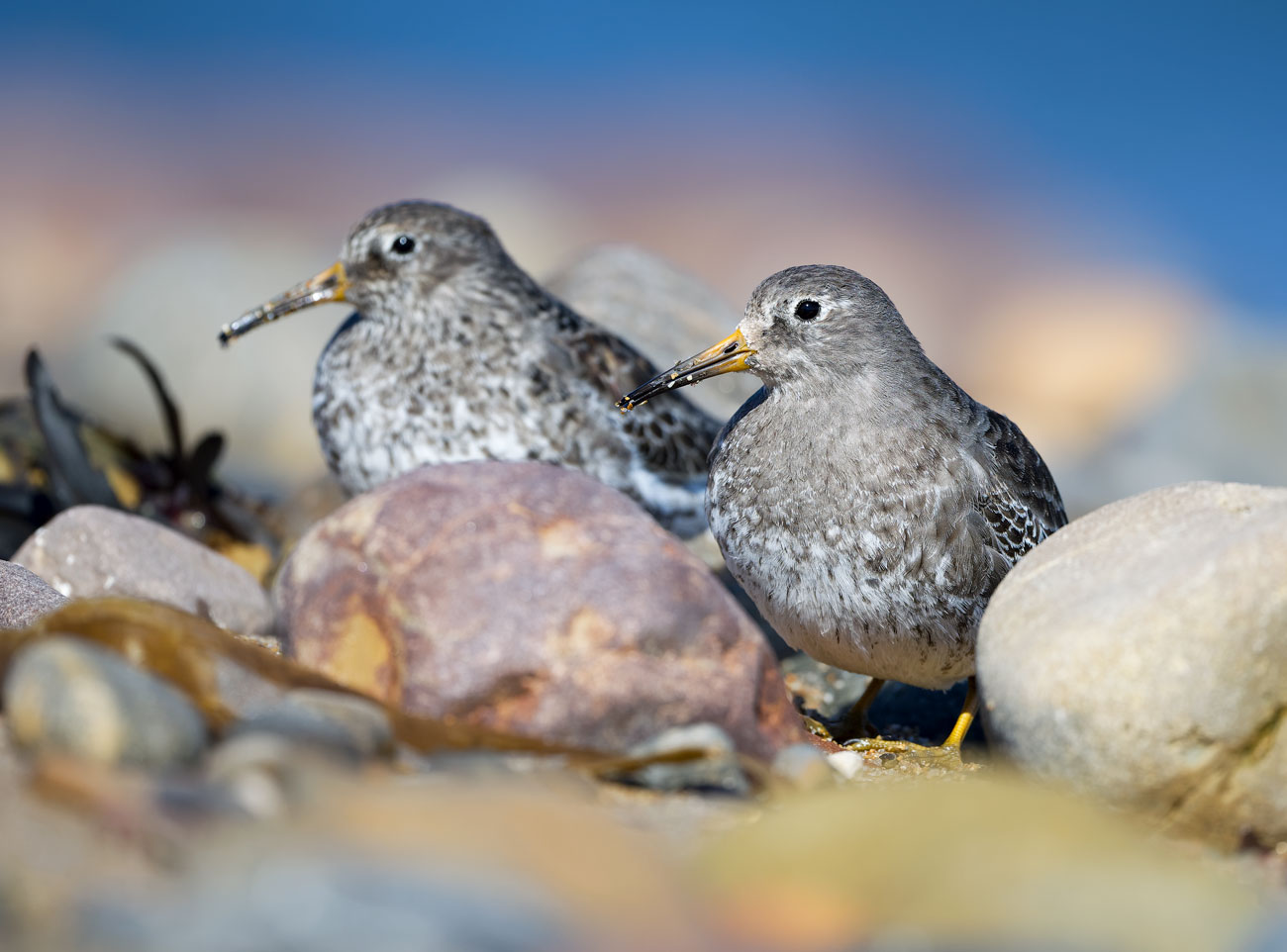 Companions of the Tidemark