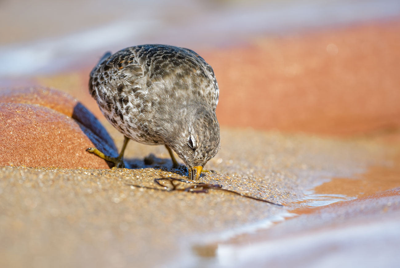 Feeding at the Edge of Light