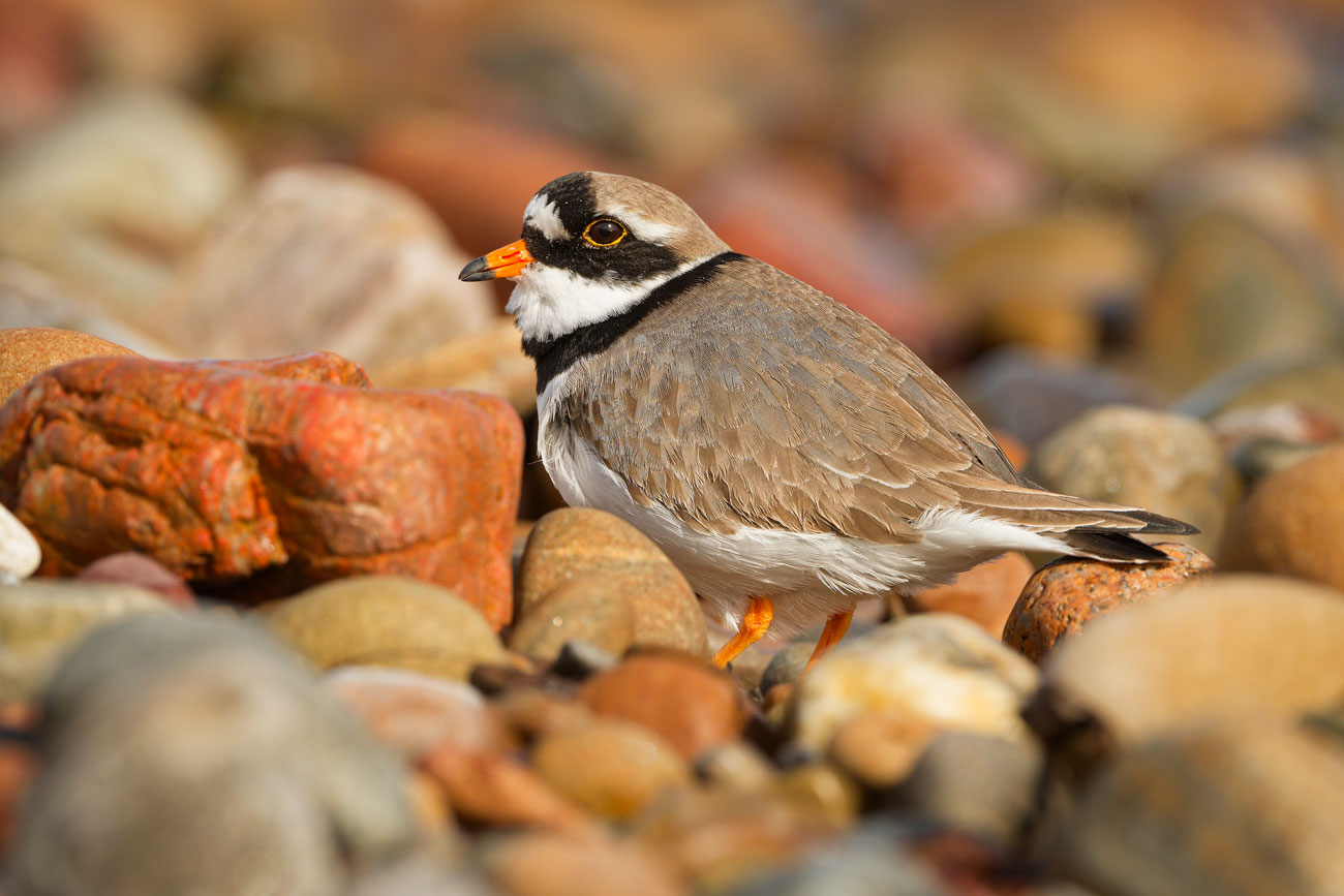 Among Burnished Stones