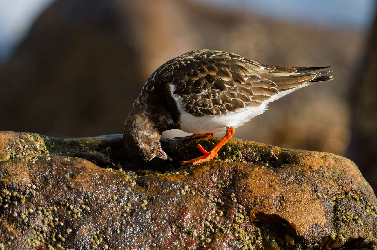 Searching the Surface