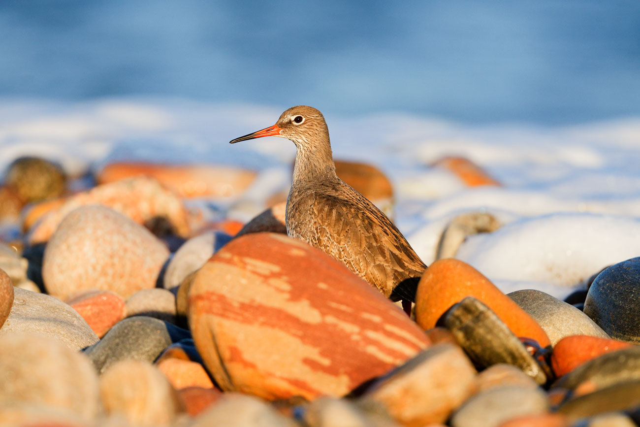 Sentinel of the Shoreline