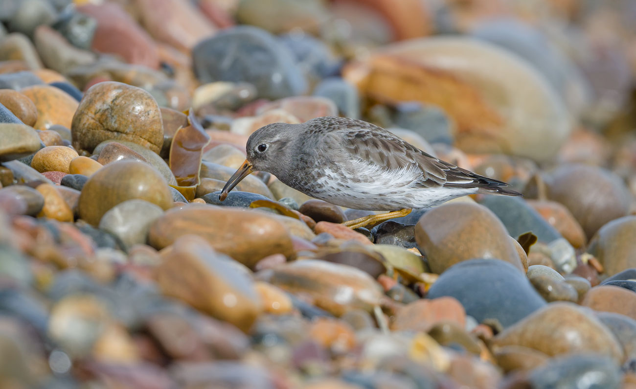 Foraging Through the Pebbles