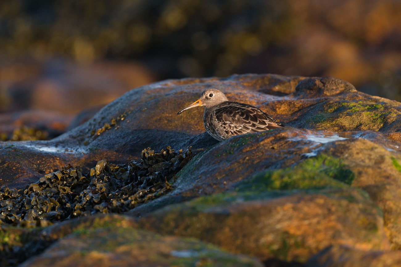 Contours of the Shore