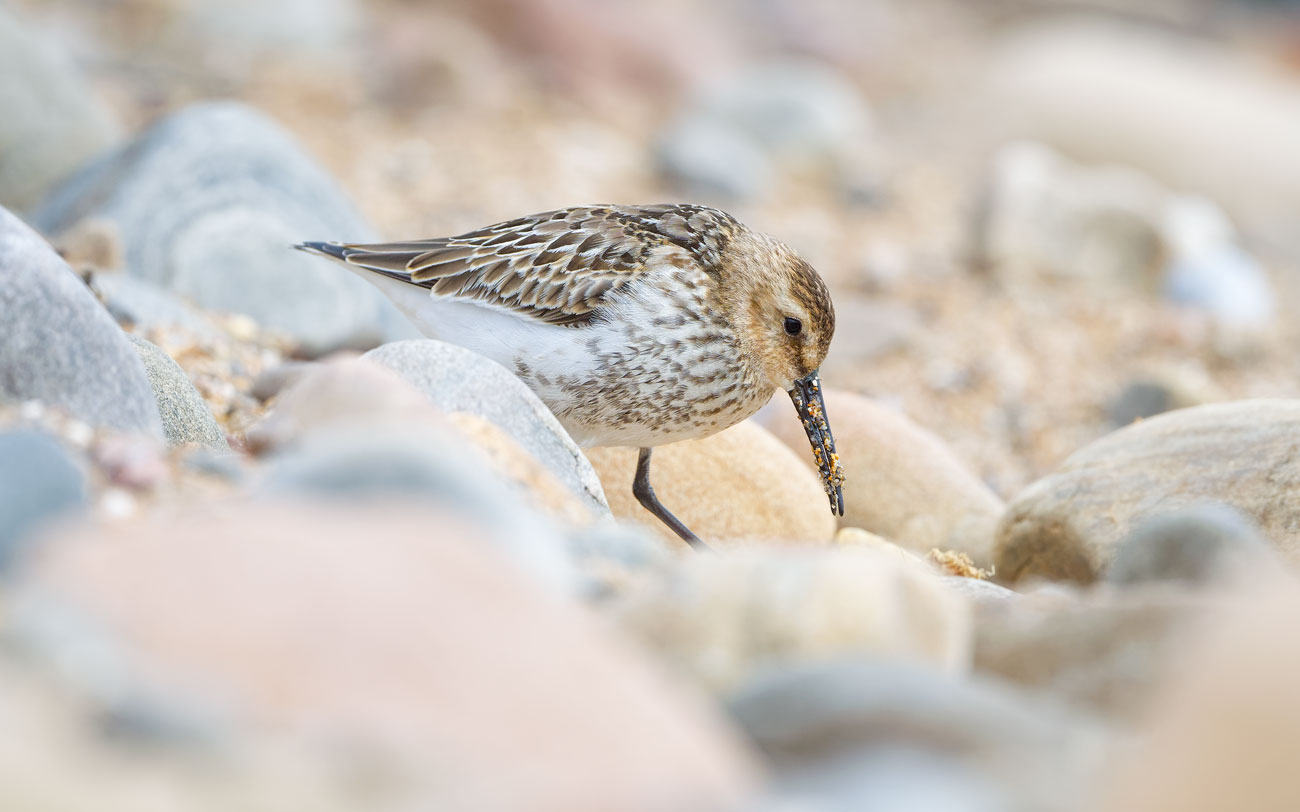 A Mouthful from the Shore
