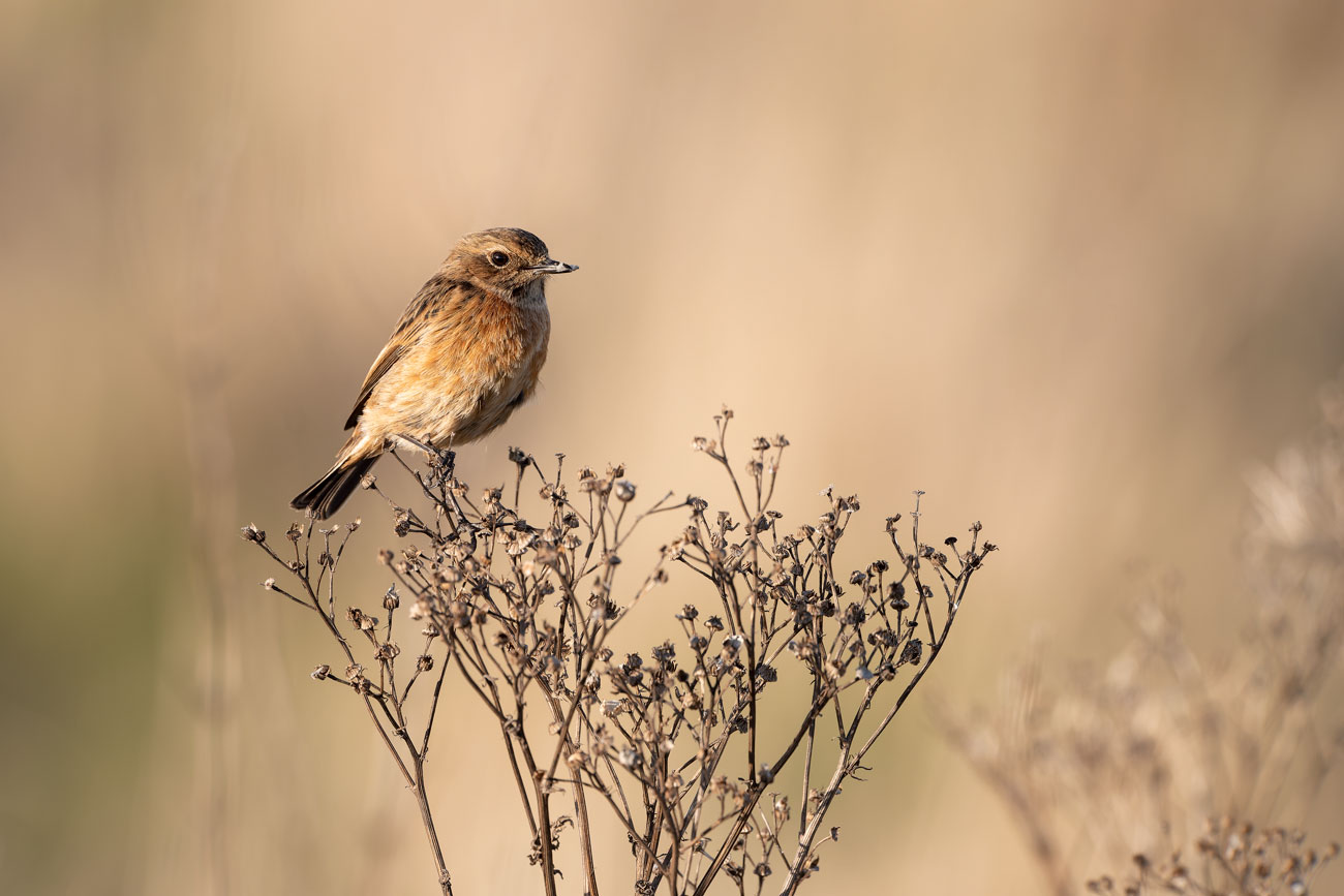 Where the Grass Holds Still