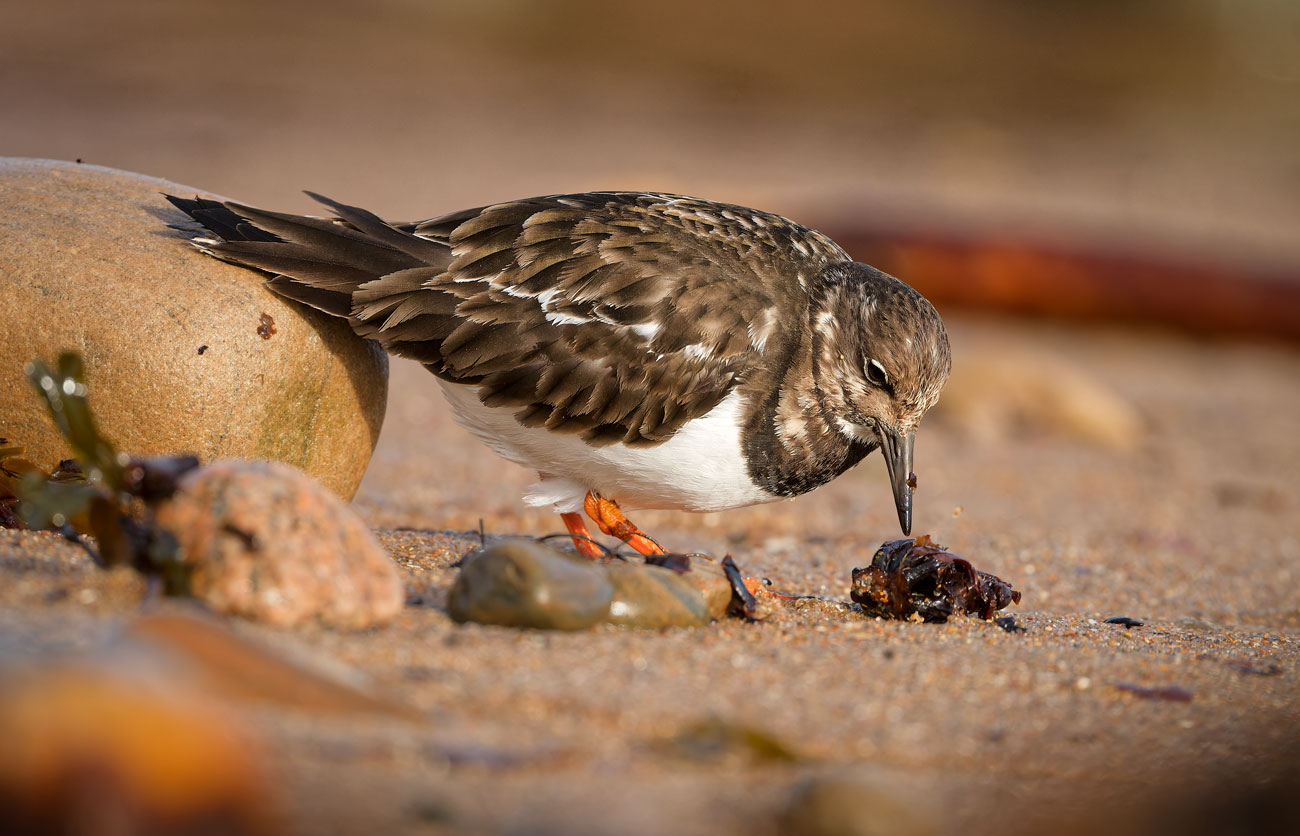 Shoreline Forager