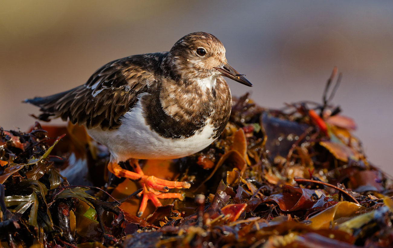 Seaweed Forager